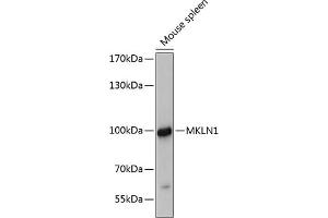 Western blot analysis of extracts of mouse spleen, using MKLN1 antibody (ABIN6129054, ABIN6143861, ABIN6143863 and ABIN6215693) at 1:3000 dilution. (MKLN1 Antikörper  (AA 436-735))