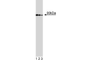 Western blot analysis of GGA3 on a Jurkat cell lysate (Human T-cell leukemia, ATCC TIB-152). (GGA3 Antikörper  (AA 424-542))