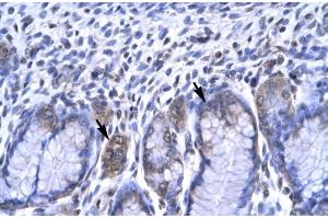 Human Stomach; RBPSUH antibody - C-terminal region in Human Stomach cells using Immunohistochemistry (RBPJ Antikörper  (C-Term))
