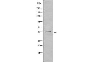 OR51F2 Antikörper  (C-Term)