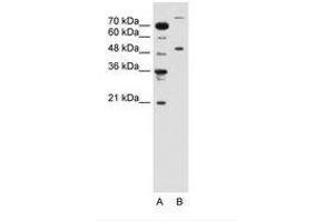 TRIM42 抗体  (AA 601-650)