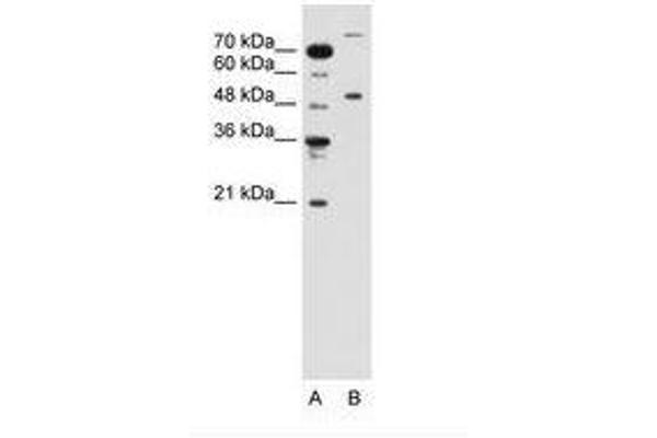 TRIM42 Antikörper  (AA 601-650)