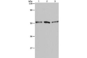 Western Blot analysis of A549, Hela and 293T cell using BAG5 Polyclonal Antibody at dilution of 1:500 (BAG5 Antikörper)