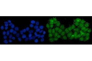 IF analysis of Serum Response Factor/SRF using anti-Serum Response Factor/SRF antibody (ABIN7600144). (SRF Antikörper  (AA 154-508))
