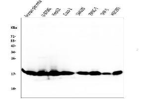 Western blot analysis of Cyclophilin B using anti-Cyclophilin B antibody (ABIN6719475). (PPIB Antikörper  (AA 158-216))