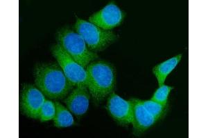 IF analysis of FKBP10 using anti-FKBP10 antibody (ABIN7601140).