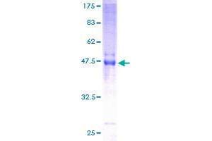 CLEC4E Protein (AA 1-219) (GST tag)