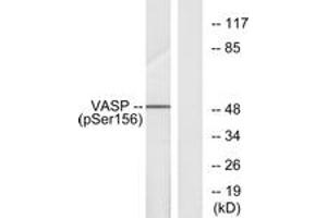 Western blot analysis of extracts from NIH-3T3 cells treated with forskolin 40 muM 30', using VASP (Phospho-Ser157) Antibody. (VASP Antikörper  (pSer157))