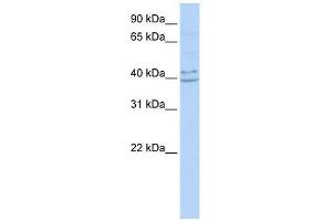 PYHIN1 antibody used at 0. (PYHIN1 Antikörper  (N-Term))