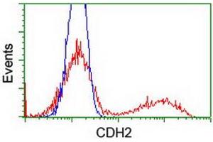HEK293T cells transfected with either RC207170 overexpress plasmid (Red) or empty vector control plasmid (Blue) were immunostained by anti-CDH2 antibody (ABIN2455299), and then analyzed by flow cytometry. (N-Cadherin Antikörper)