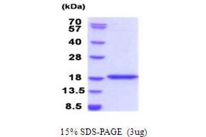 Bromodomain Containing 1 (BRD1) (AA 556-688) protein (His tag)