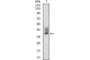 Western Blotting (WB) image for anti-Autophagy Related 10 (ATG10) (AA 1-125) antibody (ABIN7193442)