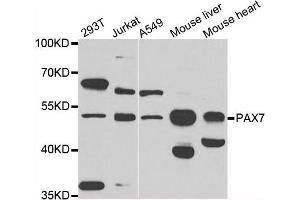 Western blot analysis of extracts of various cell lines, using PAX7 antibody. (PAX7 Antikörper)