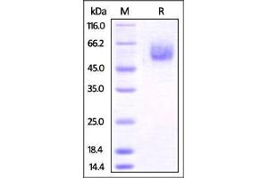 Mouse BTLA, Fc Tag on SDS-PAGE under reducing (R) condition. (BTLA Protein (AA 30-176) (Fc Tag))