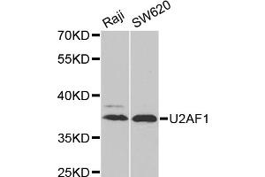 Western blot analysis of extracts of various cell lines, using U2AF1 antibody (ABIN6292320) at 1:1000 dilution. (U2AF1 Antikörper)