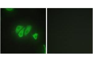 Immunofluorescence (IF) image for anti-PDZ Domain Containing 2 (PDZD2) (AA 51-100) antibody (ABIN2889314) (PDZD2 Antikörper  (AA 51-100))