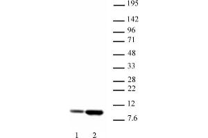 Histone H4 acetyl Lys5 antibody tested by Western blot.