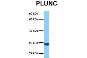 Host:  Rabbit  Target Name:  PLUNC  Sample Tissue:  Human 293T  Antibody Dilution:  1. (BPIFA1 Antikörper  (Middle Region))