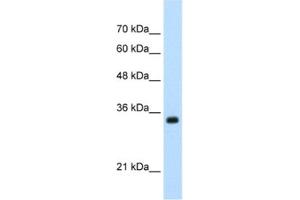 Western Blotting (WB) image for anti-Apolipoprotein B mRNA Editing Enzyme, Catalytic Polypeptide-Like 3D (APOBEC3D) antibody (ABIN2462344)