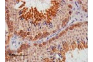 DAZL polyclonal antibody  staining of paraffin embedded mouse testis. (DAZL Antikörper)