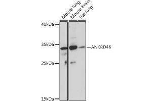 Western blot analysis of extracts of various cell lines, using  Rabbit pAb (ABIN7265614) at 1:1000 dilution. (ANKRD46 Antikörper)