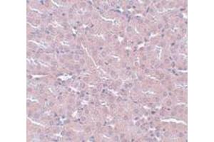 Immunohistochemistry (IHC) image for anti-FERM and PDZ Domain Containing 2 (FRMPD2) (N-Term) antibody (ABIN1031387) (FRMPD2 Antikörper  (N-Term))