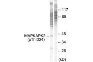 Western blot analysis of extracts from NIH-3T3 cells, using MAPKAPK2 (Phospho-Thr334) Antibody. (MAPKAP Kinase 2 Antikörper  (pThr334))