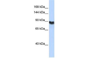 Western Blotting (WB) image for anti-Ligase I, DNA, ATP-Dependent (LIG1) antibody (ABIN2459730) (LIG1 Antikörper)