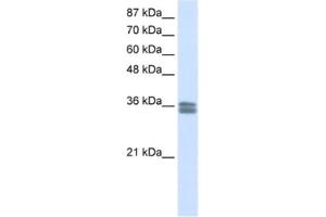 Western Blotting (WB) image for anti-Calcium Channel, Voltage-Dependent, gamma Subunit 4 (CACNG4) antibody (ABIN2461575) (CACNG4 Antikörper)