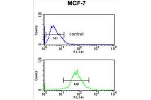 AIM2 Antibody (N-term) flow cytometric analysis of MCF-7 cells (bottom histogram) compared to a negative control cell (top histogram). (AIM2 Antikörper  (N-Term))