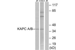 Western Blotting (WB) image for anti-KAPC A/B (N-Term) antibody (ABIN1849204) (KAPC A/B (N-Term) Antikörper)