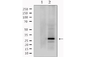 Western blot analysis of extracts from mouse brain, using MOG Antibody.