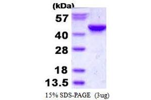 Inositol-Tetrakisphosphate 1-Kinase (ITPK1) protein (His tag)