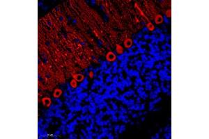 Immunofluorescent analysis of paraffin embedded rat cerebellum using HOMER3 (ABIN7074257) at dilution of 1: 700 (HOMER3 Antikörper)
