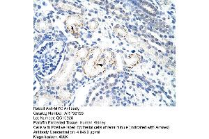 Human kidney (c-MYC Antikörper  (N-Term))