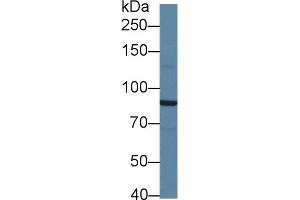 Western Blot; Sample: Mouse Cerebrum lysate; Primary Ab: 1µg/ml Rabbit Anti-Mouse SIK2 Antibody Second Ab: 0. (SIK2 Antikörper  (AA 674-916))