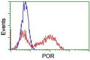Image no. 4 for anti-P450 (Cytochrome) Oxidoreductase (POR) antibody (ABIN1497743) (POR Antikörper)