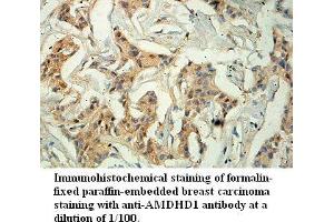 Image no. 1 for anti-Amidohydrolase Domain Containing 1 (AMDHD1) antibody (ABIN1574656) (AMDHD1 Antikörper)