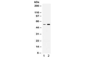 Western blot testing of 1) rat thymus and 2) human HeLa lysate with MEF2A antibody.