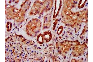 IHC image of ABIN7158882 diluted at 1:400 and staining in paraffin-embedded human kidney tissue performed on a Leica BondTM system. (MIF Antikörper  (AA 2-115))
