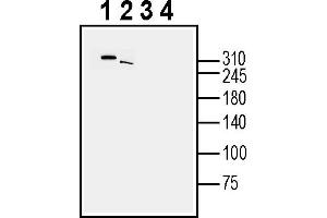 Western blot analysis of human HepG2 hepatocellular carcinoma cell line lysate (lanes 1 and 3) and human  MG glioblastoma cell line lysate (lanes 2 and 4):1-2.