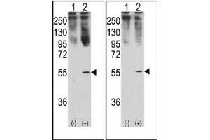 Image no. 1 for anti-Growth Differentiation Factor 11 (GDF11) (N-Term) antibody (ABIN357455) (GDF11 Antikörper  (N-Term))