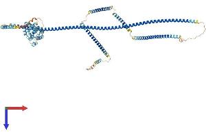 HOOK2 Protein (AA 1-716) (His tag)