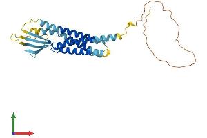 AlphaFold protein structure predicition of Mouse Recombinant Cacng7 Protein, UniprotID P62956