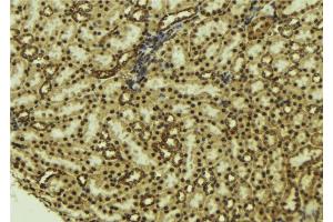 ABIN6277183 at 1/100 staining Mouse kidney tissue by IHC-P. (NADPH Oxidase 4 Antikörper  (Internal Region))