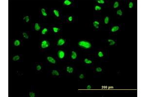 Immunofluorescence (IF) image for anti-Vacuolar Protein-Sorting-Associated Protein 25 (VPS25) (AA 1-176) antibody (ABIN566560)