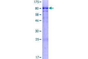 IgD Protein (AA 1-576) (GST tag)