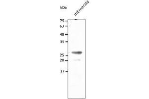 Western Blotting (WB) image for anti-mEmerald Fluorescent Protein antibody (ABIN7273073) (mEmerald Fluorescent Protein Antikörper)