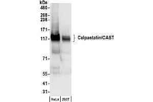 Western Blotting (WB) image for anti-Calpastatin (CAST) (AA 658-708) antibody (ABIN7450059)