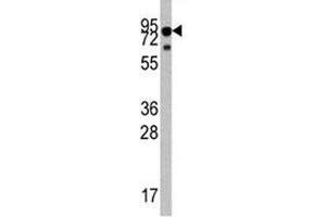 Western blot analysis of TrkA antibody and mouse liver tissue lysate. (TRKA Antikörper  (AA 654-683))